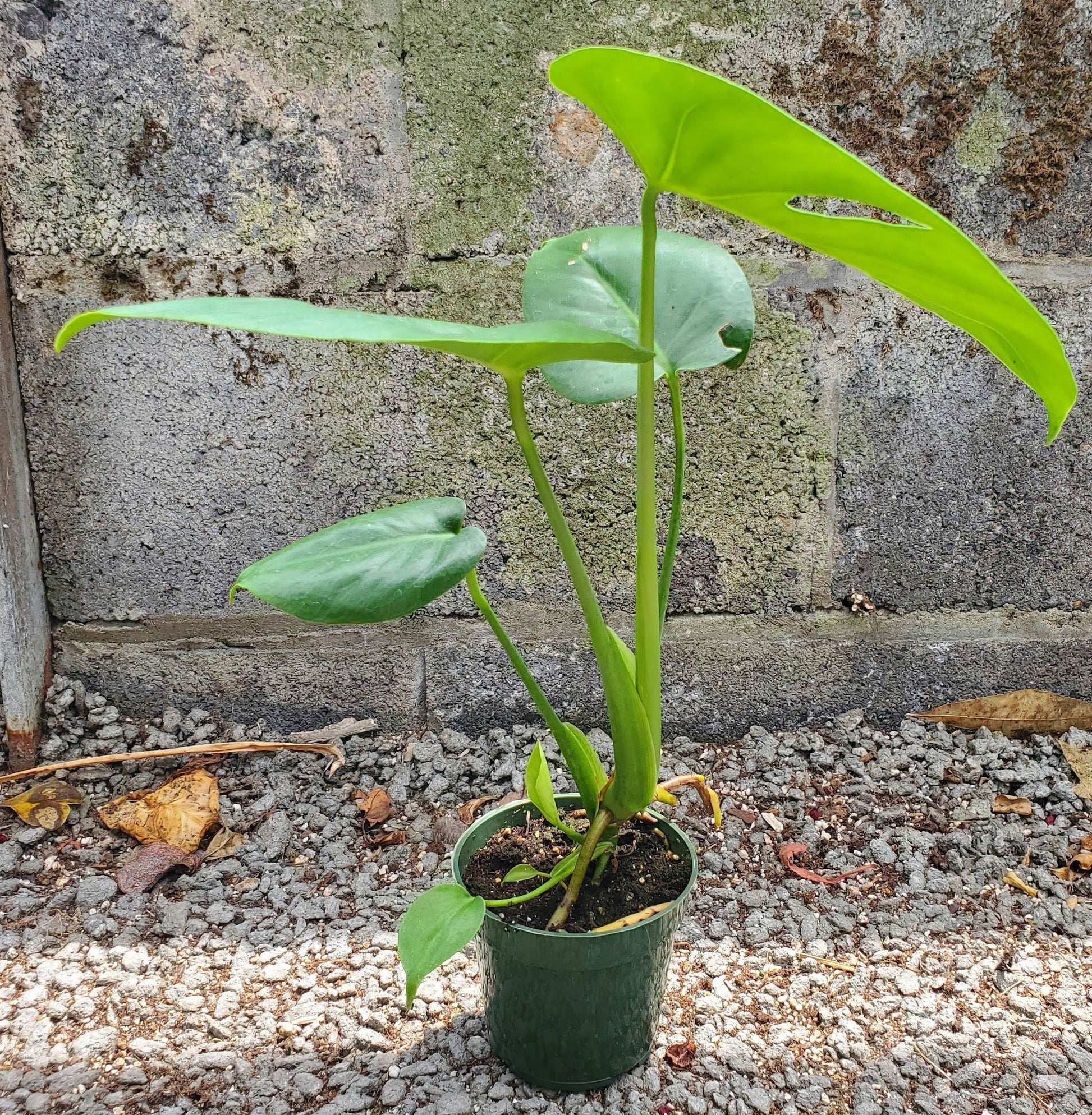 baby monstera deliciosa Monstera Deliciosa – Fantastic Gardens