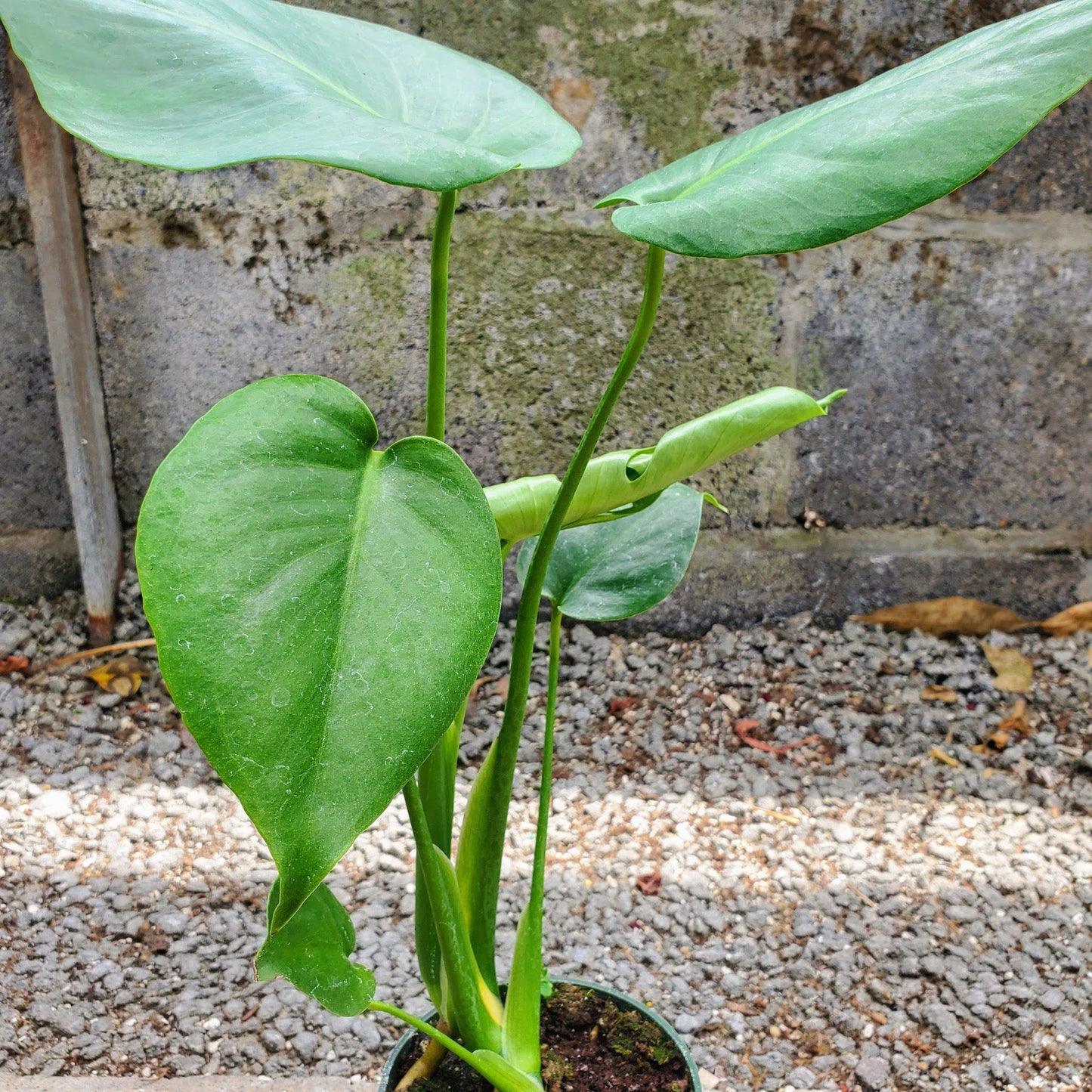 Monstera Deliciosa