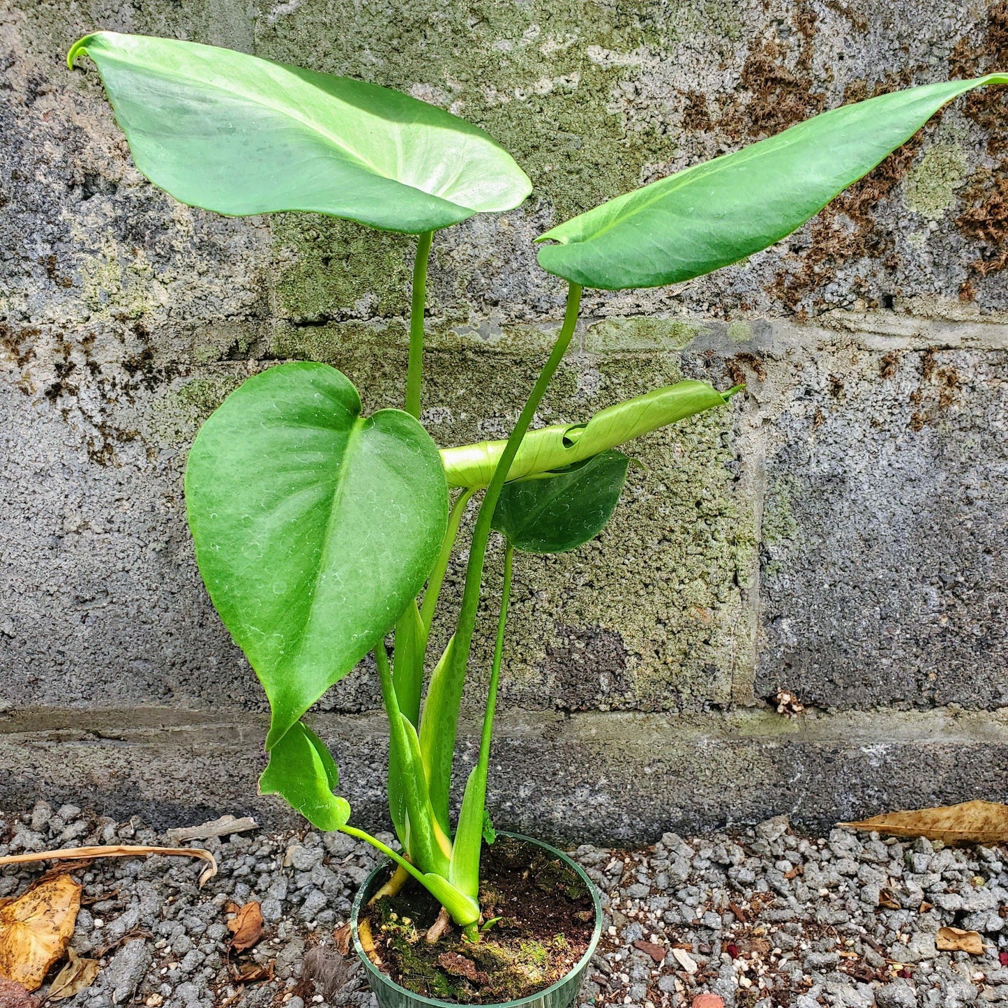 Monstera Deliciosa