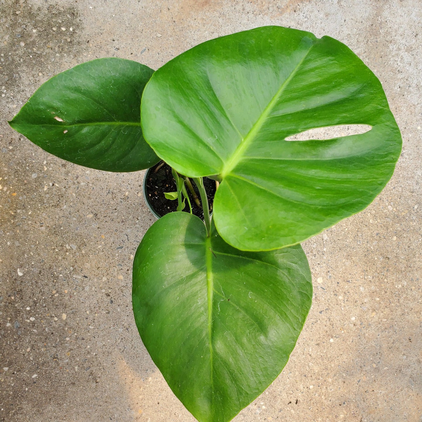 Monstera Deliciosa