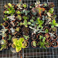 outdoor succulent plants for sale Assorted 3" Succulent – Fantastic Gardens