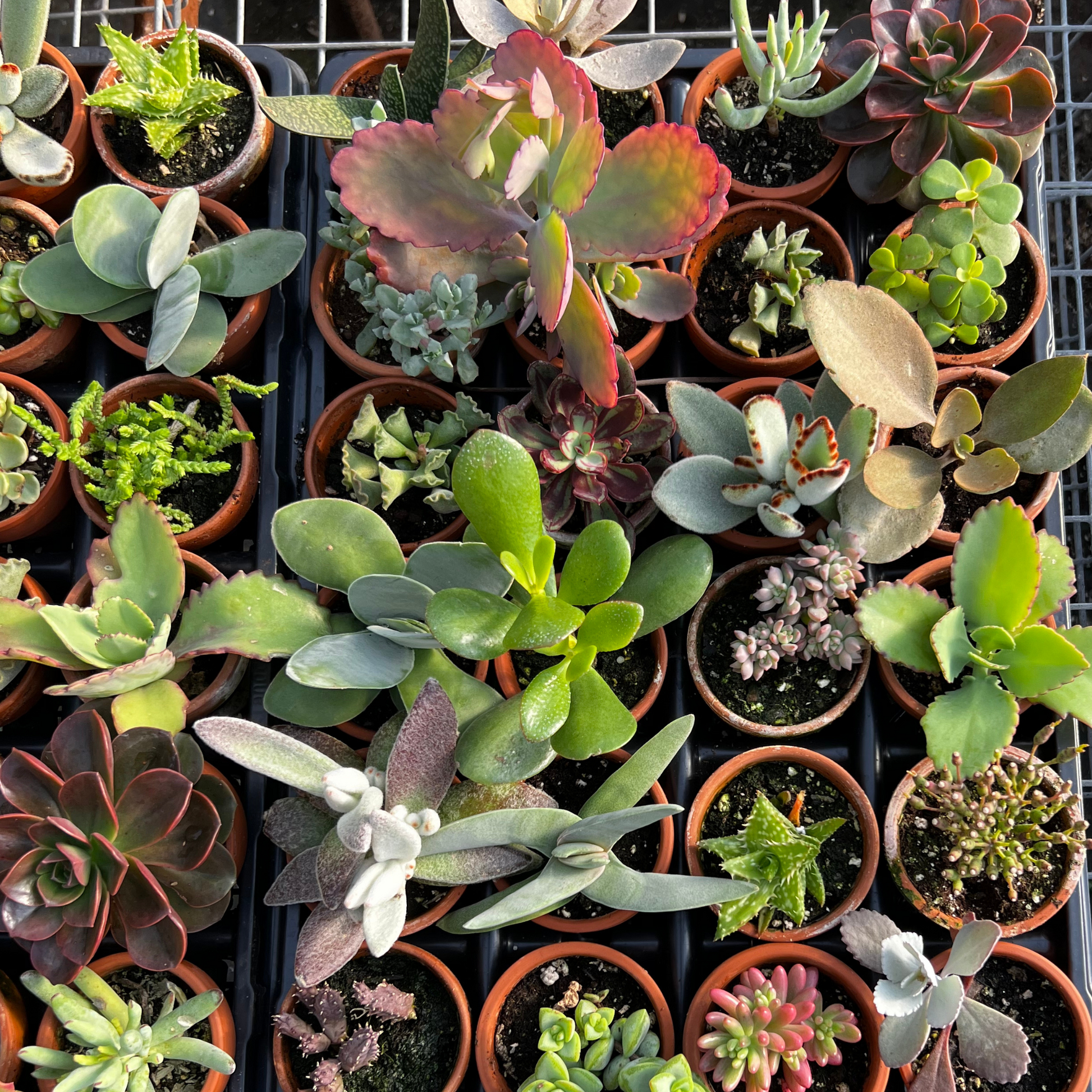 3 succulent pot Assorted 3" Succulent – Fantastic Gardens
