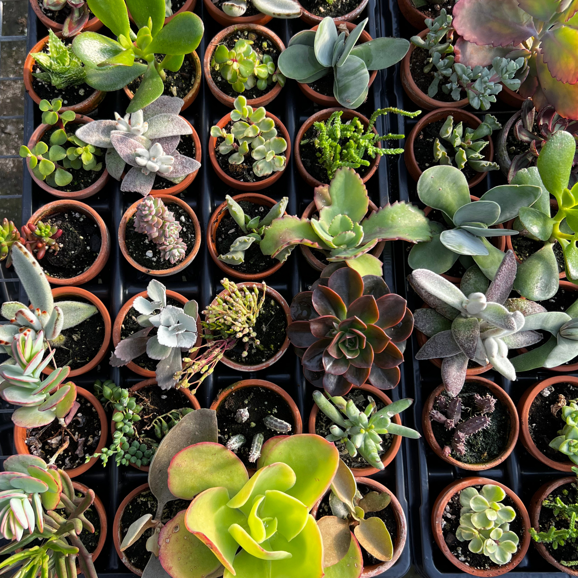 buy indoor succulents Assorted 3" Succulent – Fantastic Gardens