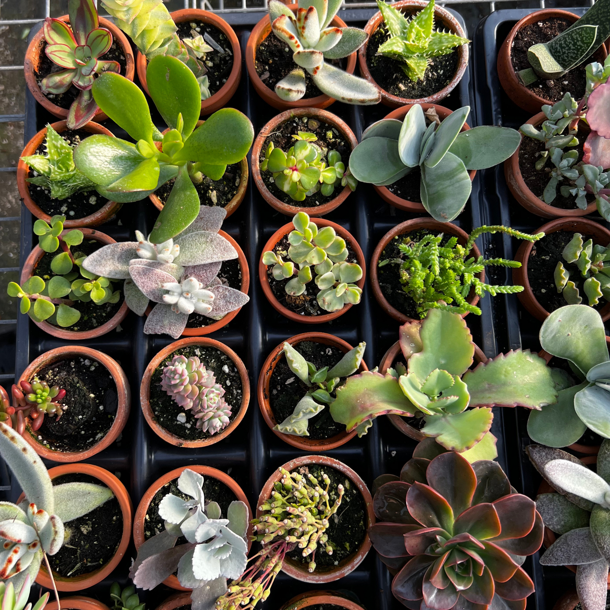 succulent plant size Assorted 3" Succulent – Fantastic Gardens
