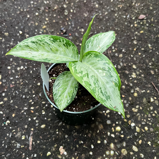 Aglaonema Chinese Evergreen