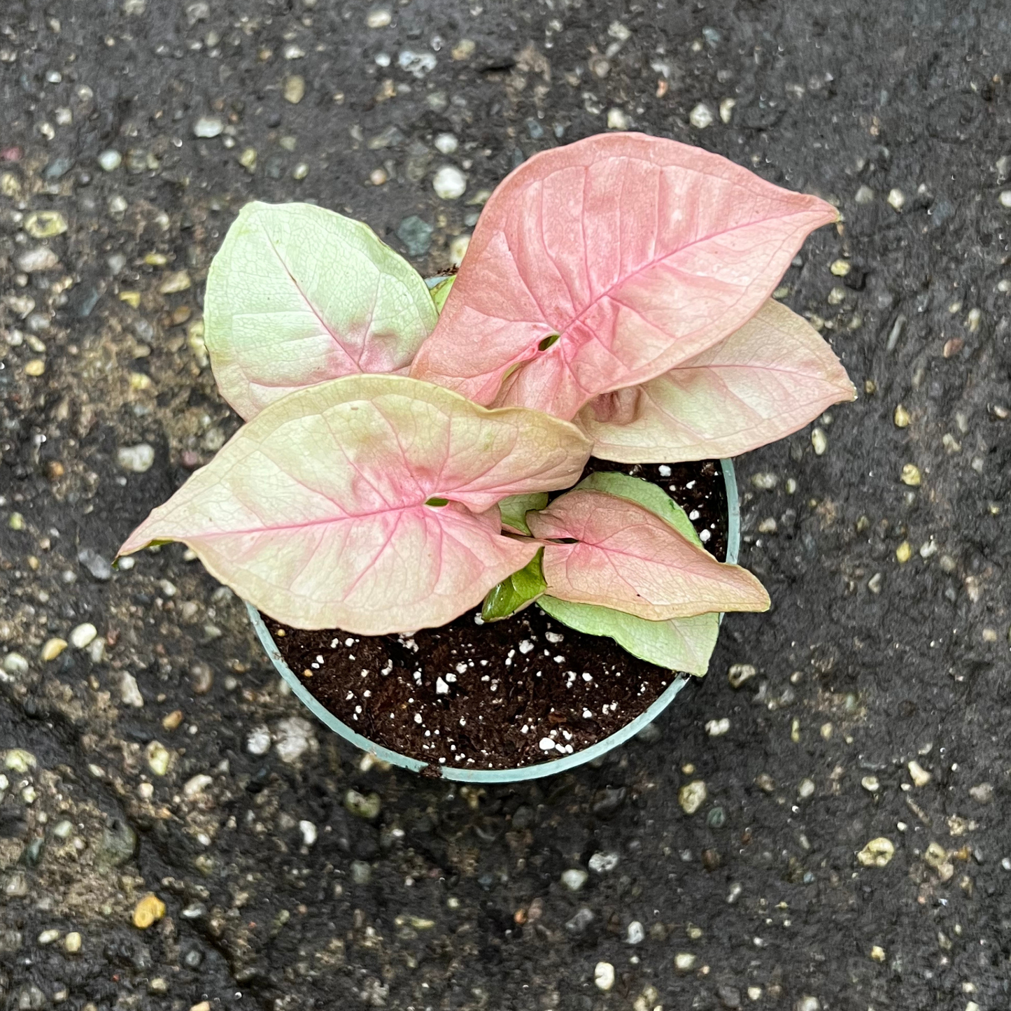 Syngonium Neon Robusta