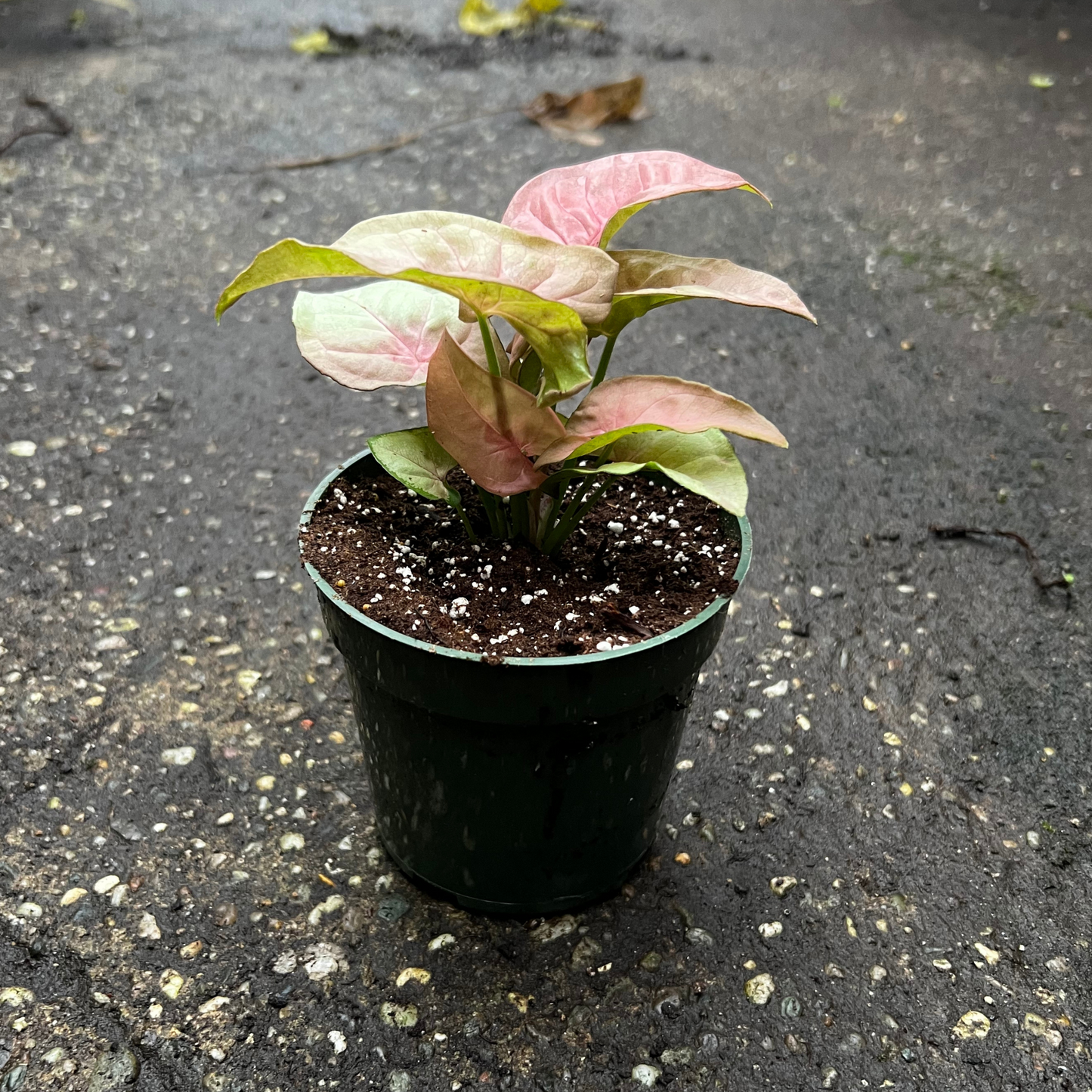 Syngonium Neon Robusta