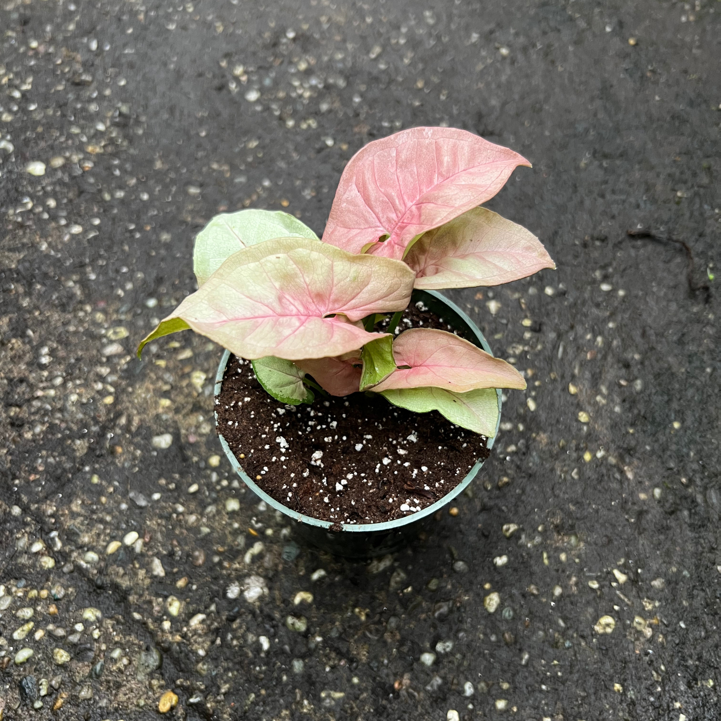 Syngonium Neon Robusta