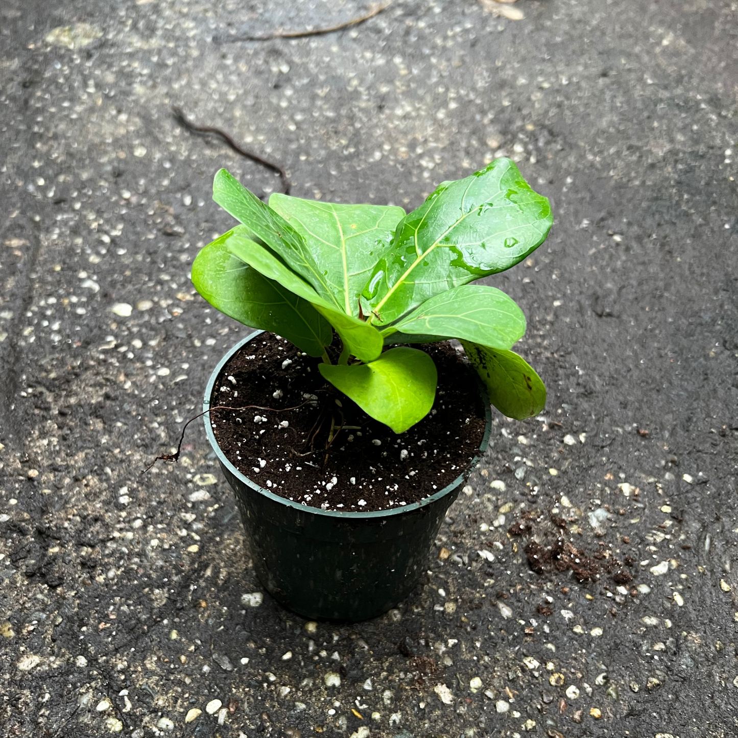 Ficus Lyrata Fighead Clumps - Fiddle Leaf Fig Bambino