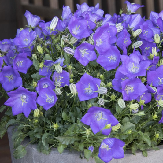 Campanula carpatica Clips Deep Blue