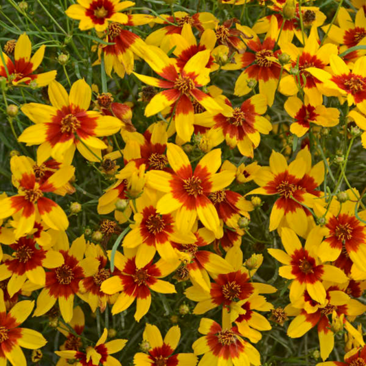 Coreopsis verticillata Sizzle & Spice Curry Up