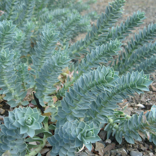 Euphorbia myrsinites Donkey Tail