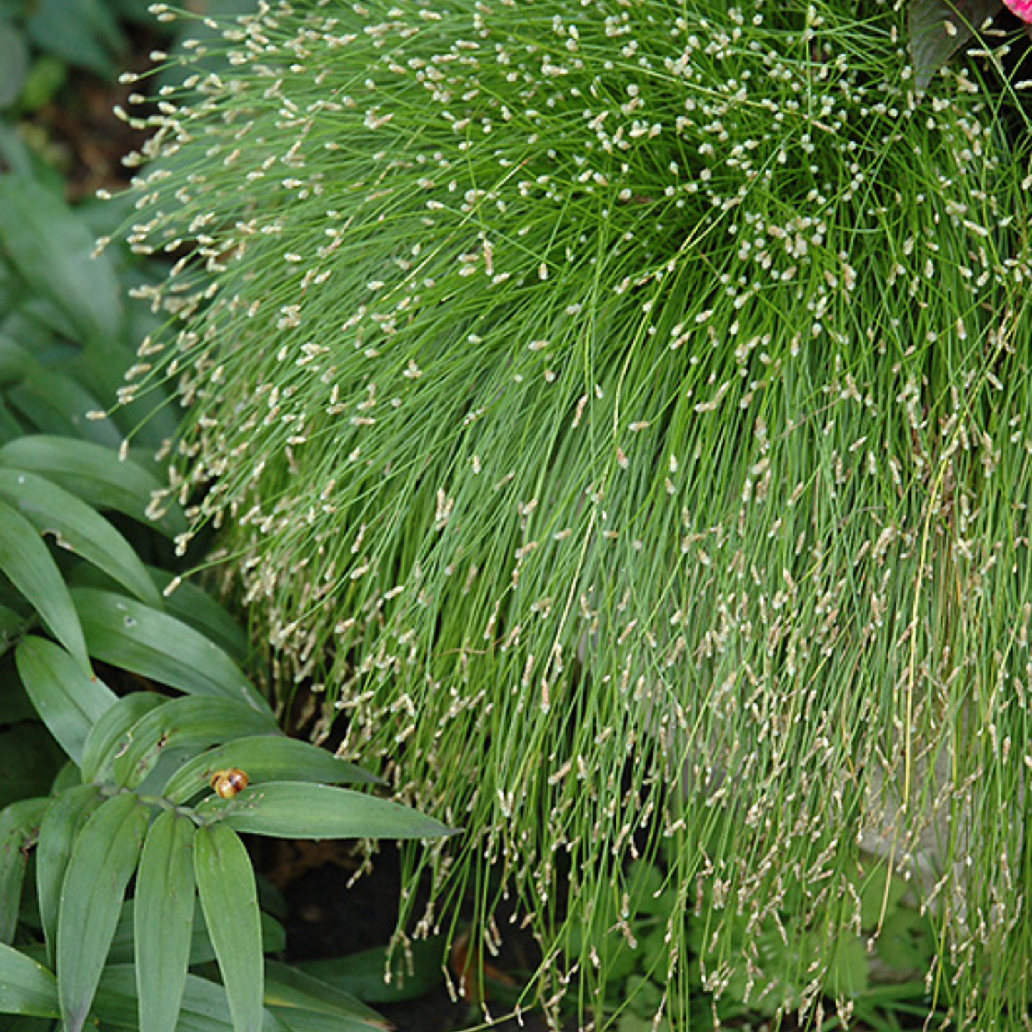 Isolepis cernua- Fiber Optic Grass