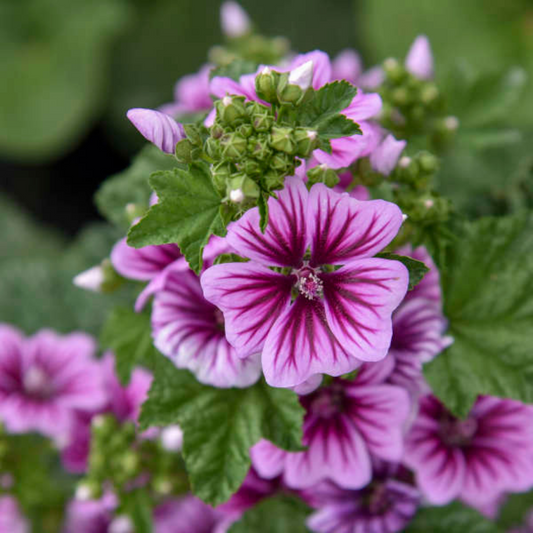 Hollyhock malva sylvestris Zebrina