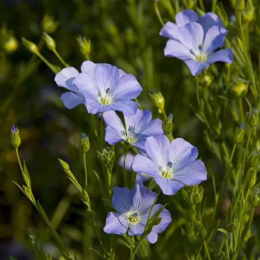 Linum perenne Sapphire