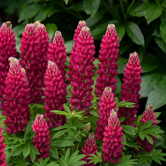 Lupinus polyphyllus MINI Gallery Red