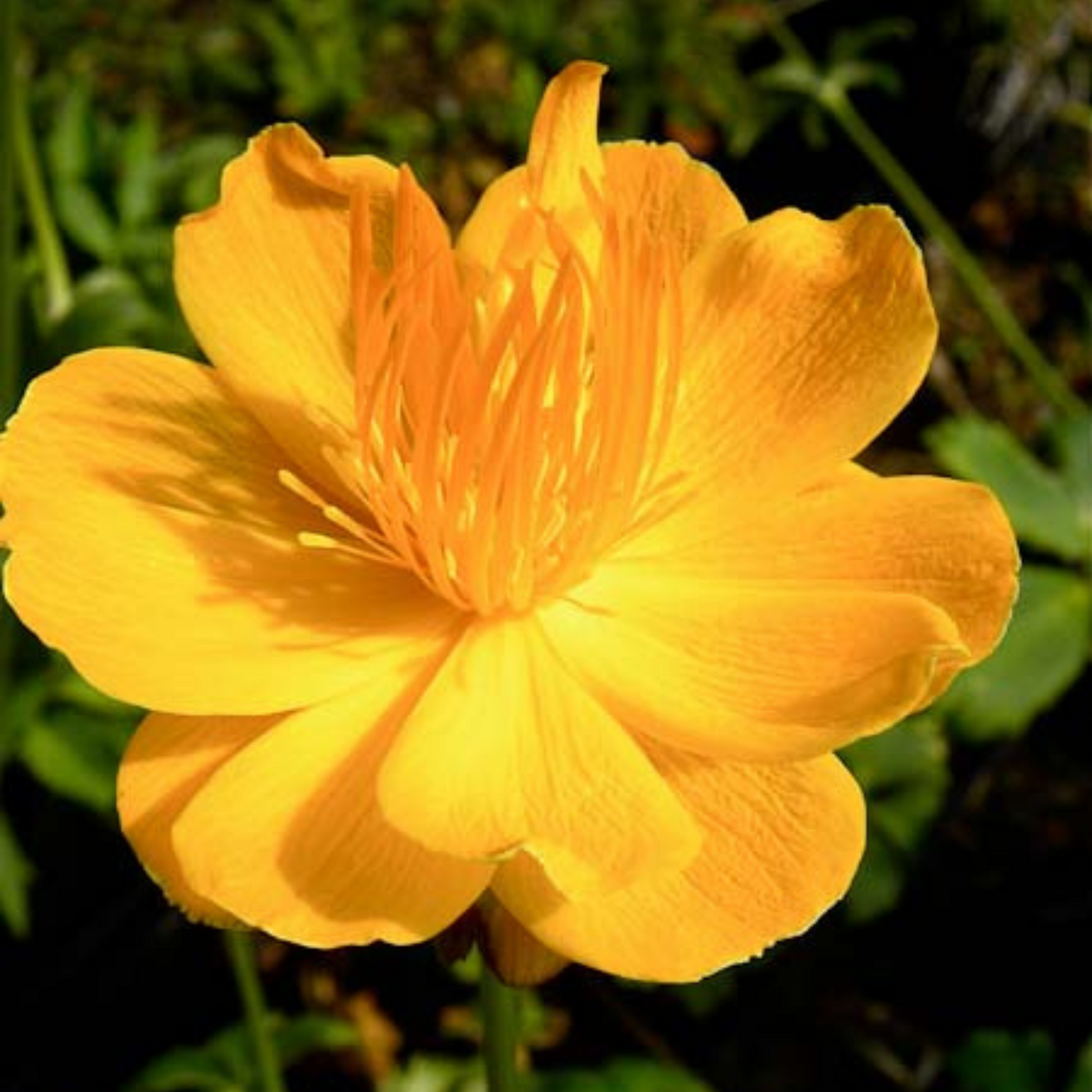 Trollius chinensis Golden Queen