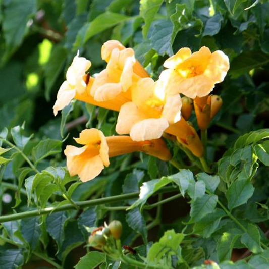 Flava Yellow Trumpet Vine