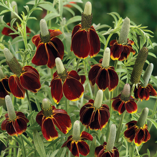 Ratibida columnifera Red