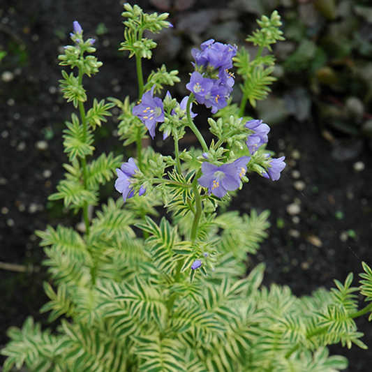 Polemonium caeruleum Brise D' Anjou