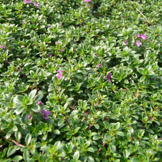 Thymus coccineum Red Creeping Thyme