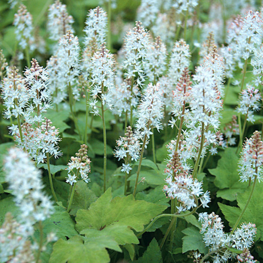 Tiarella wherryi