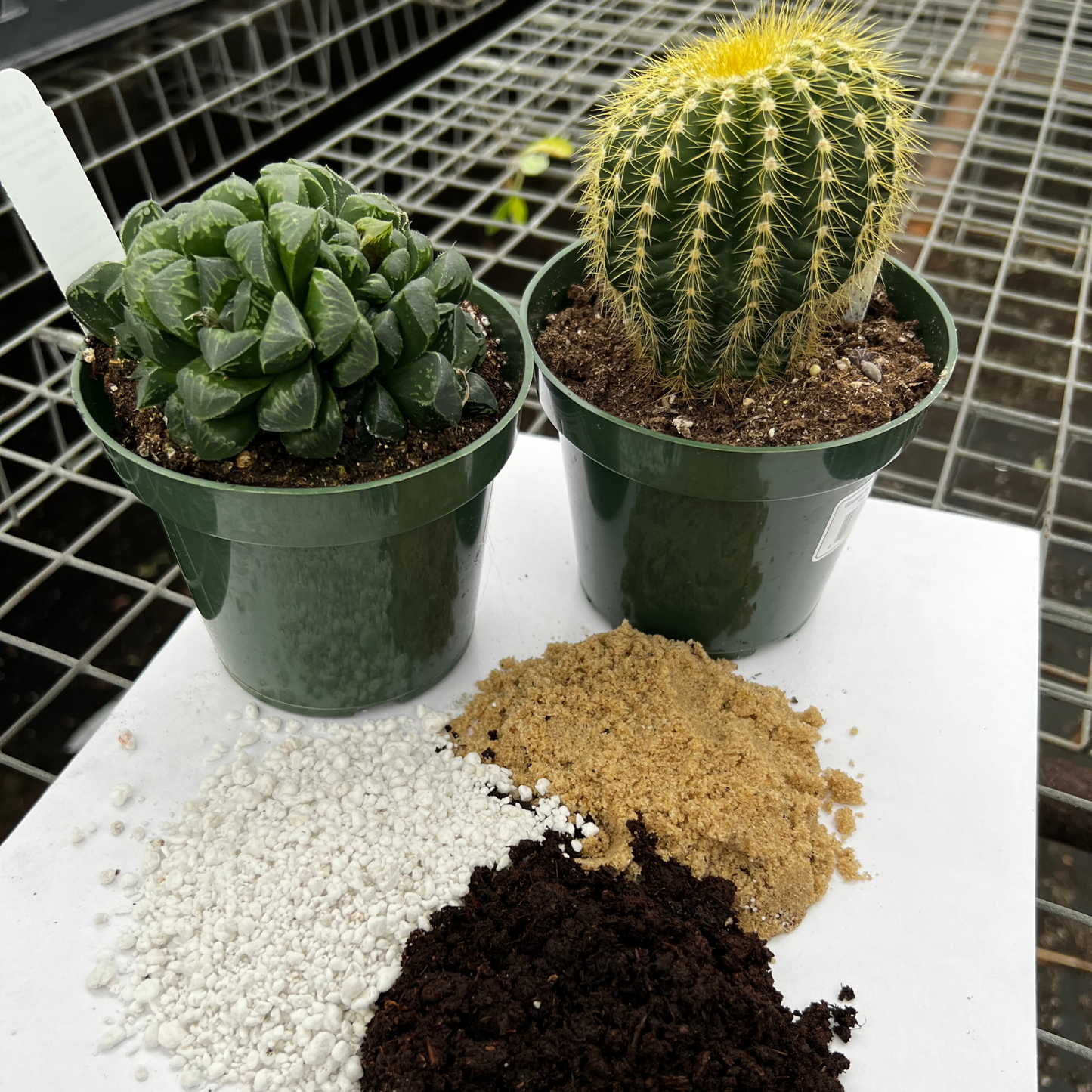 Cactus and Succulent Potting Mix