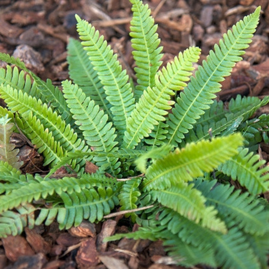 Deer Fern