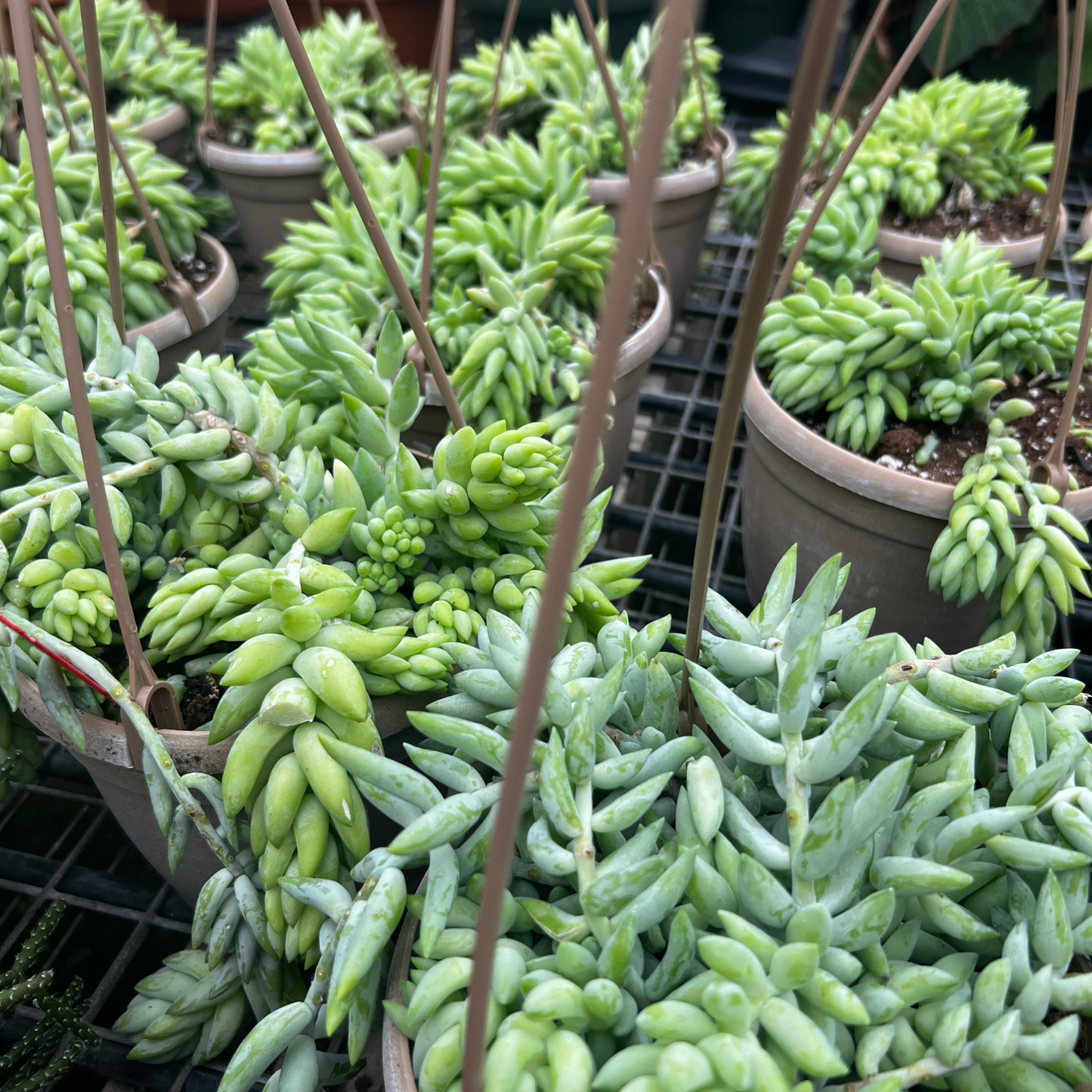 Sedum Burros Tail