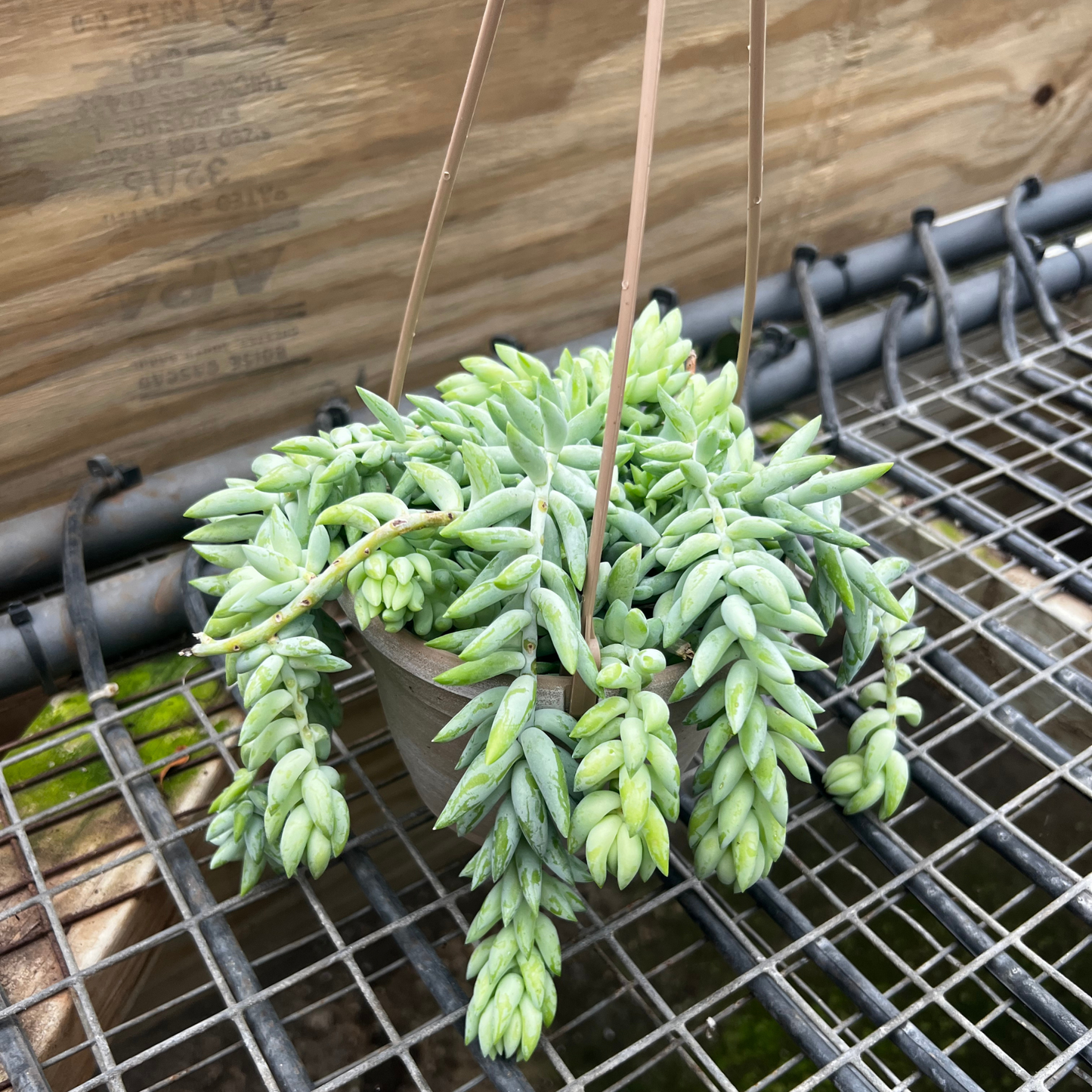 Sedum Burros Tail