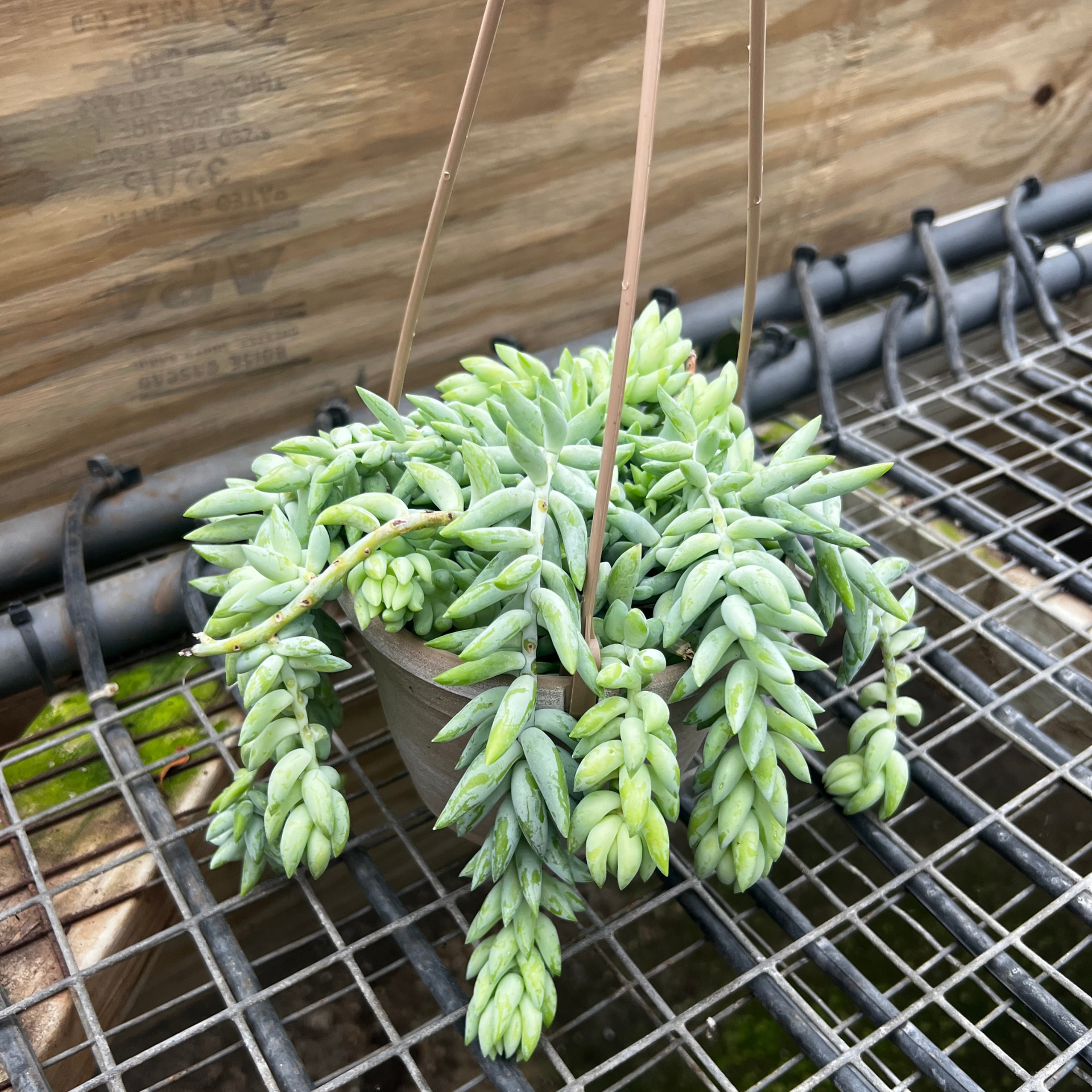 donkey tail succulent perth Sedum 'Burros Tail'