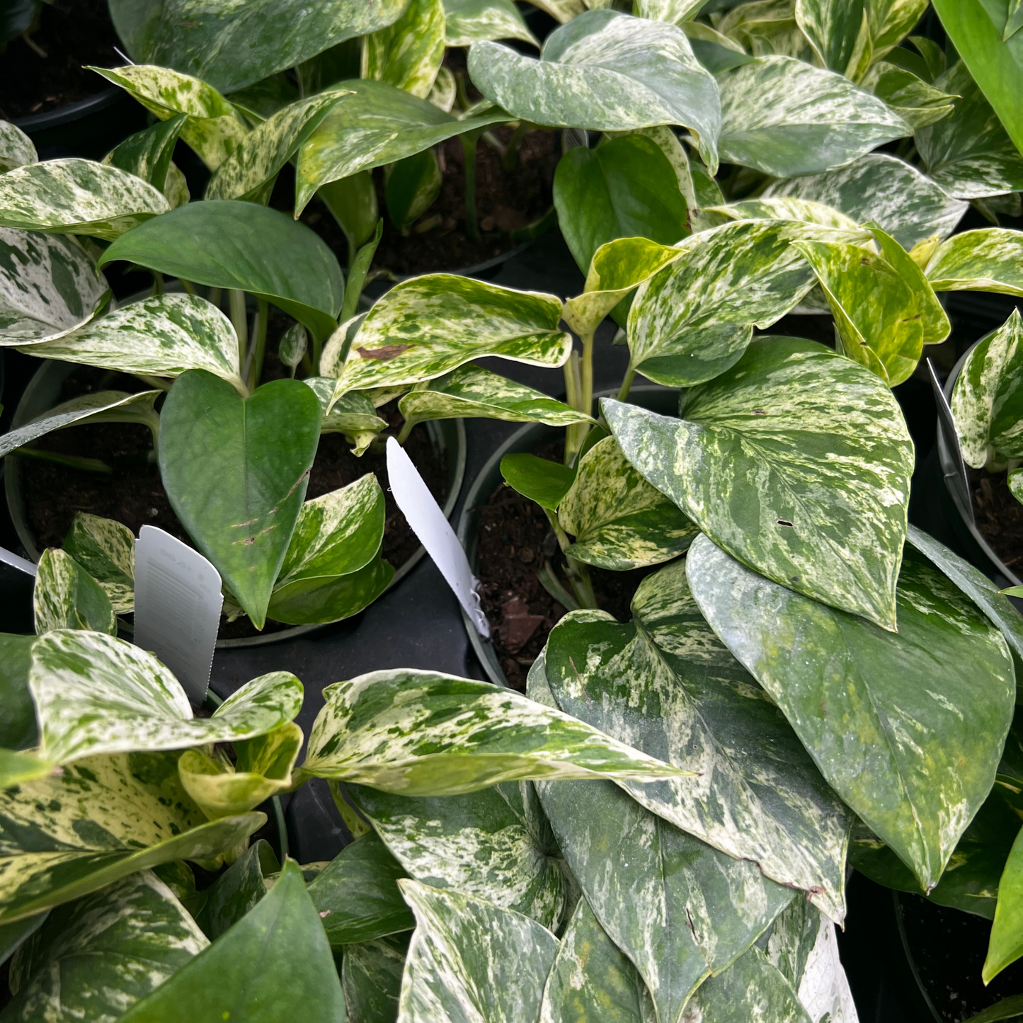 Marble Queen Pothos