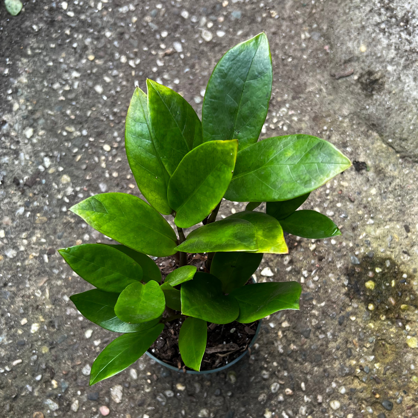Lucky ZZ Plant