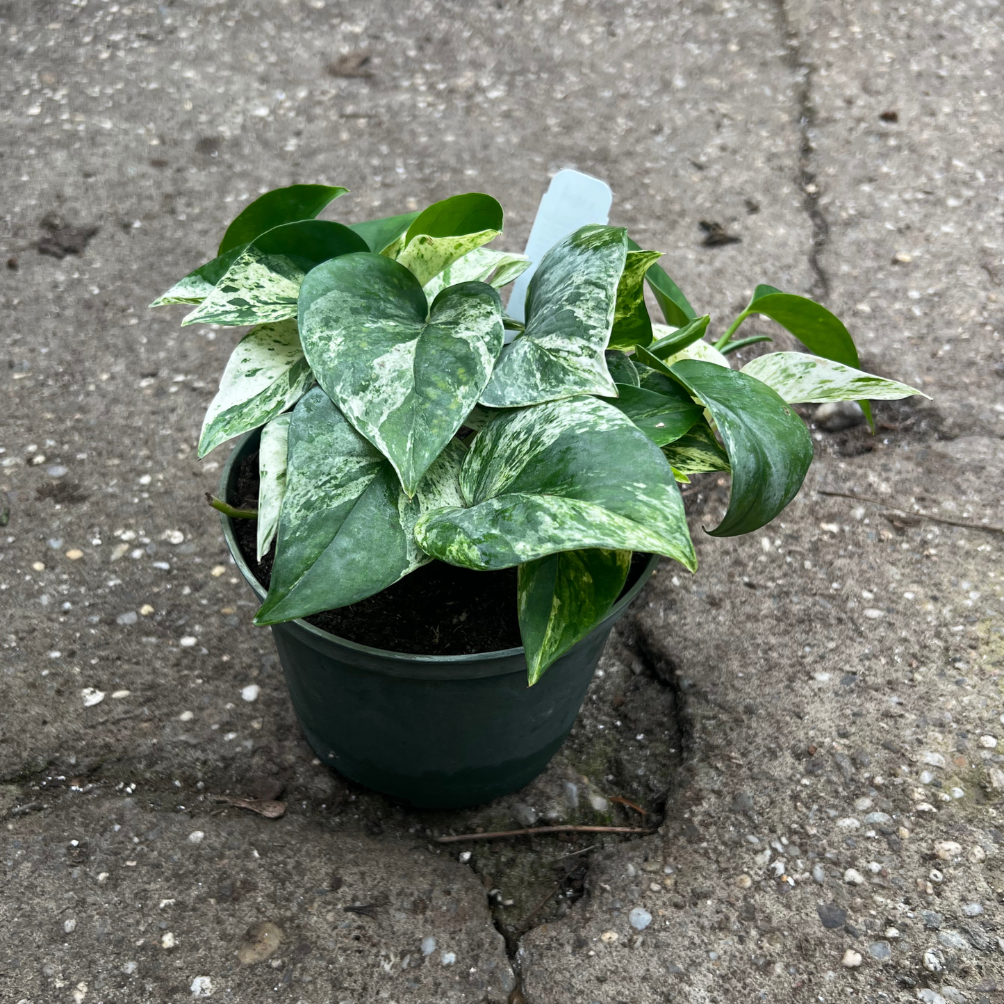 Marble Queen Pothos