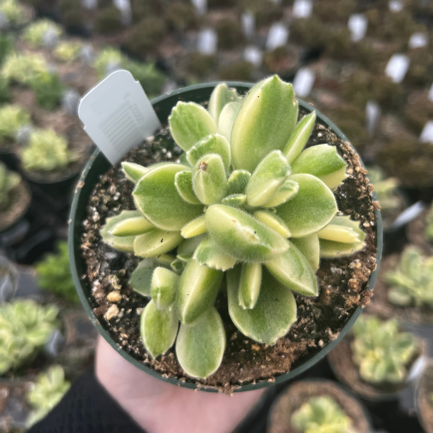 Cotyledon Tomentosa Variegata Bear Paw