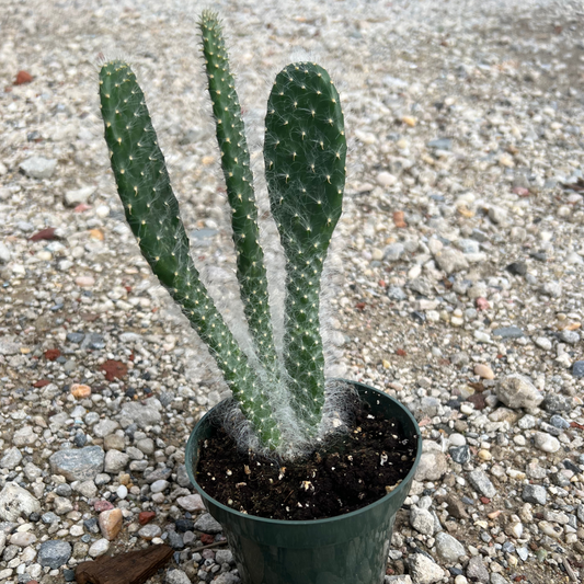 Opuntia Old Man Cactus