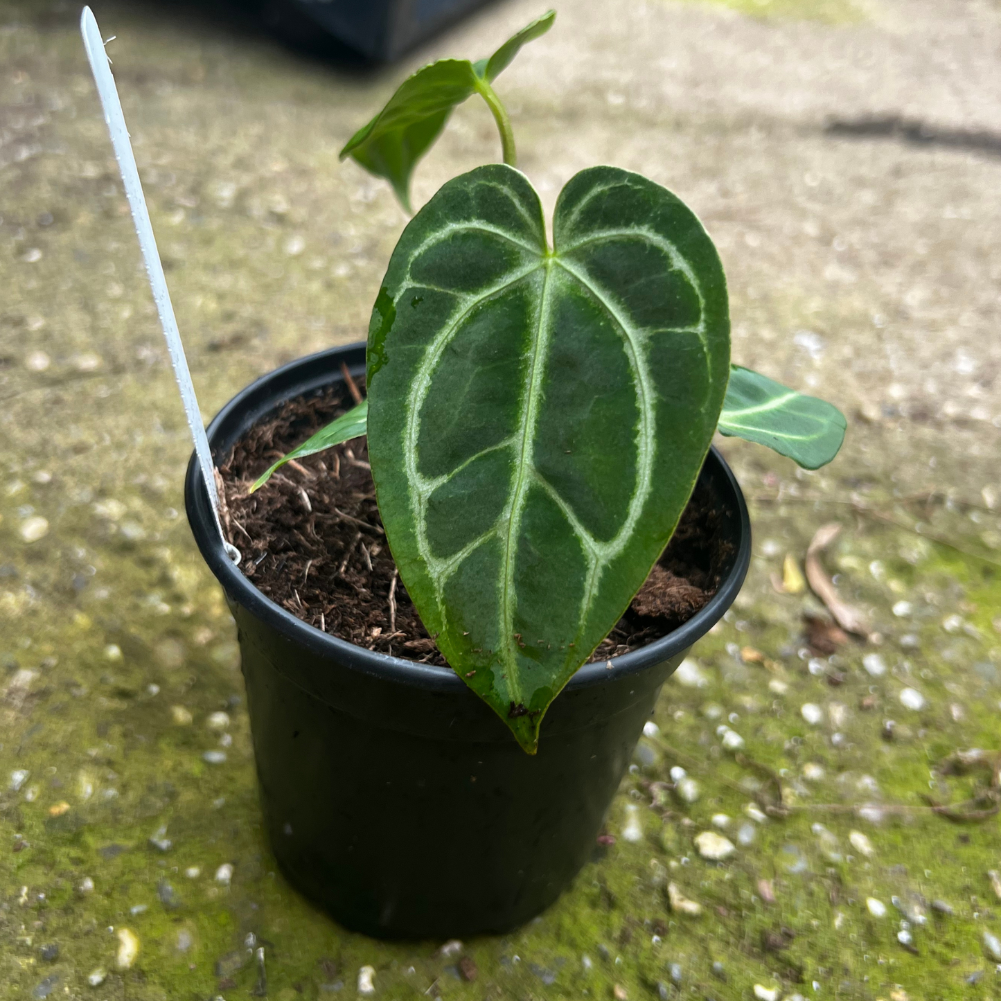 Anthurium Crystallium