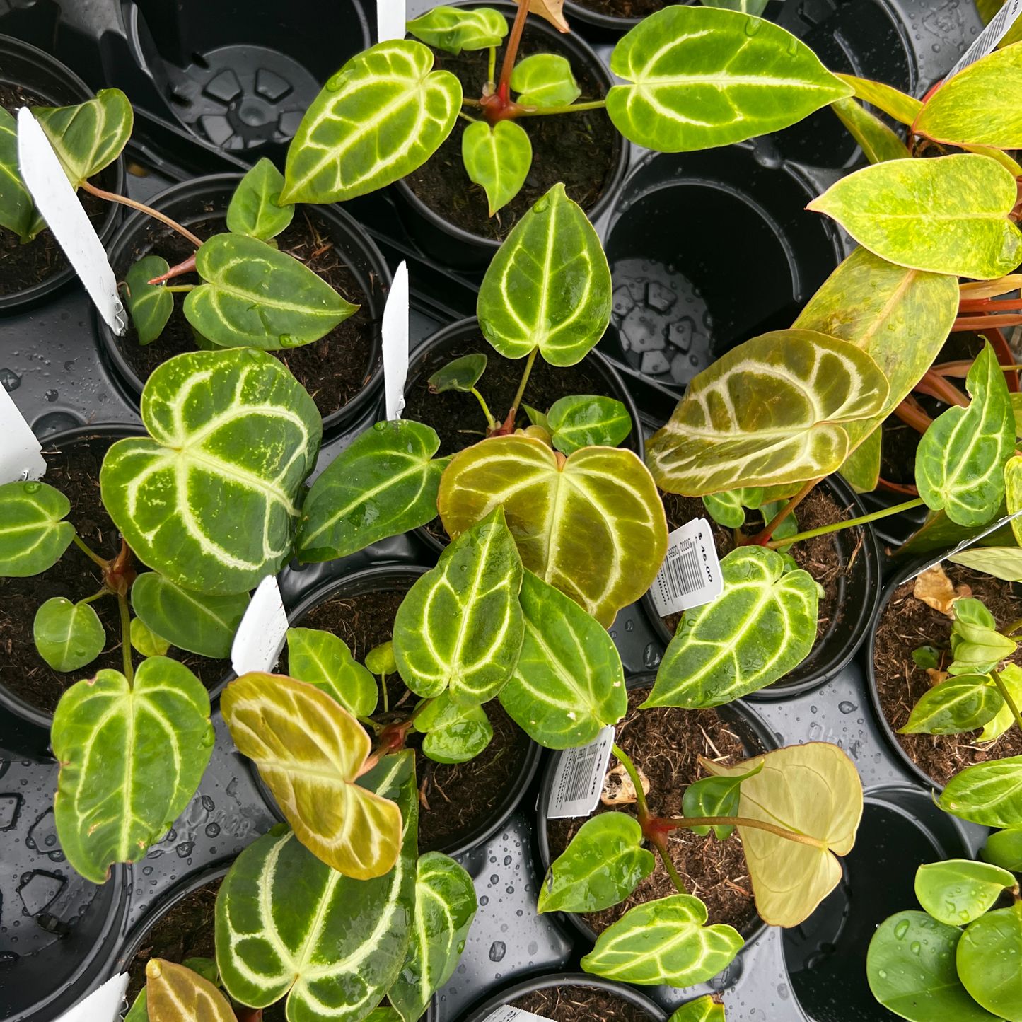 Anthurium Crystallium