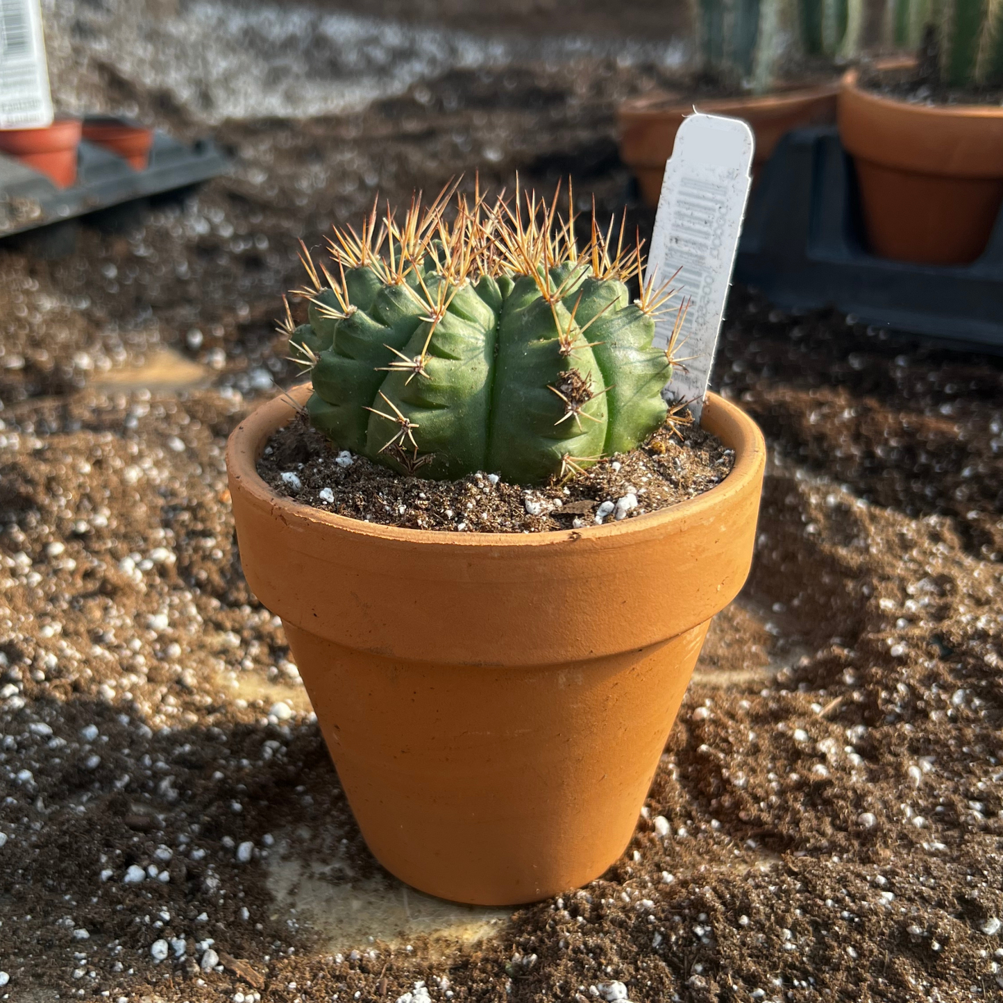Gymnocalycium Anisitsii