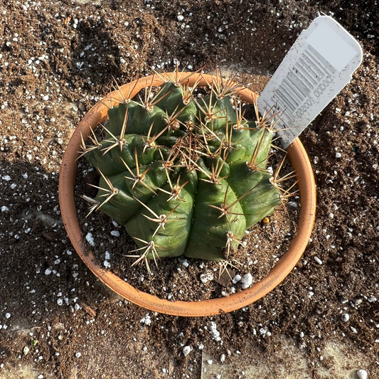 Gymnocalycium Anisitsii