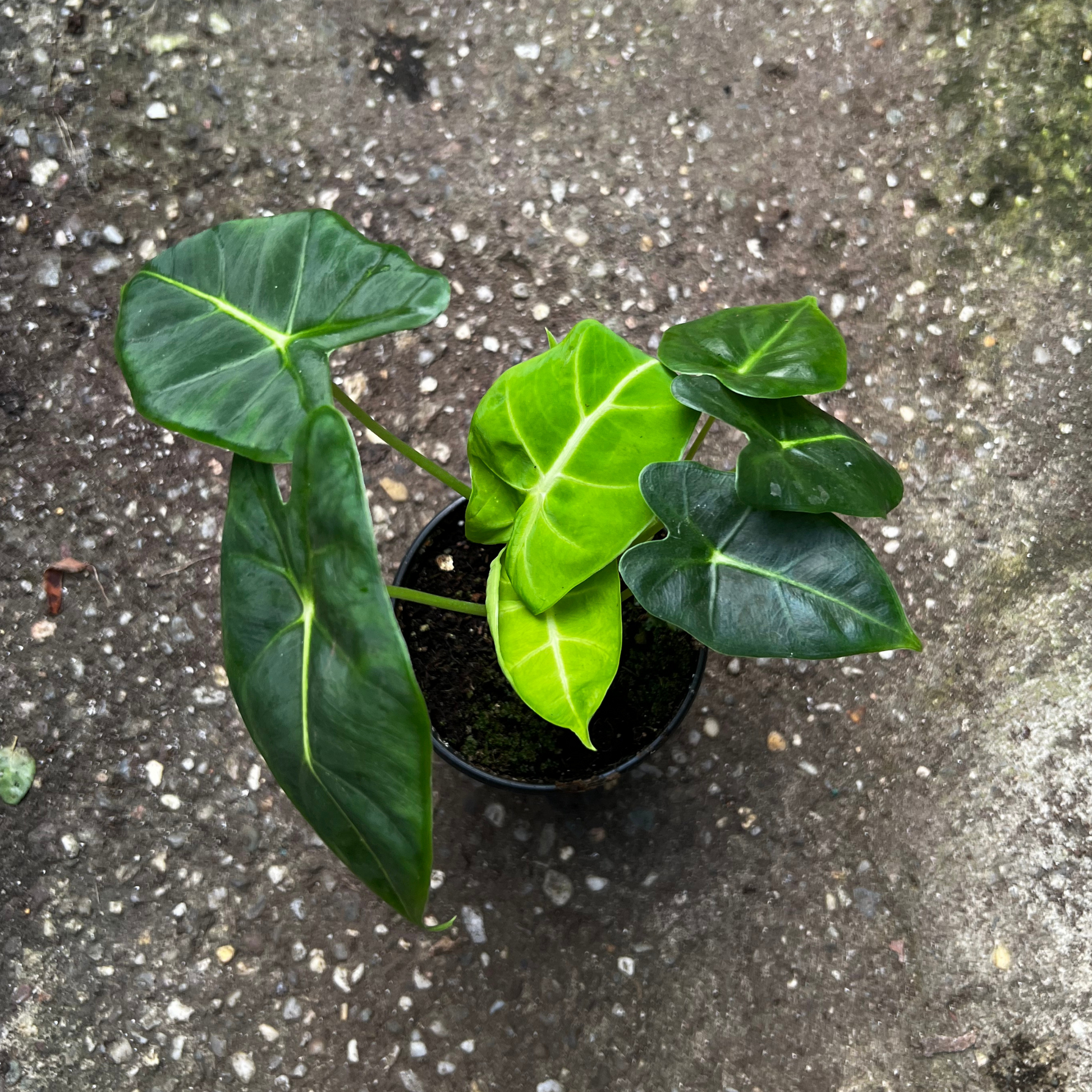 philodendron frydek Alocasia 'Frydek'