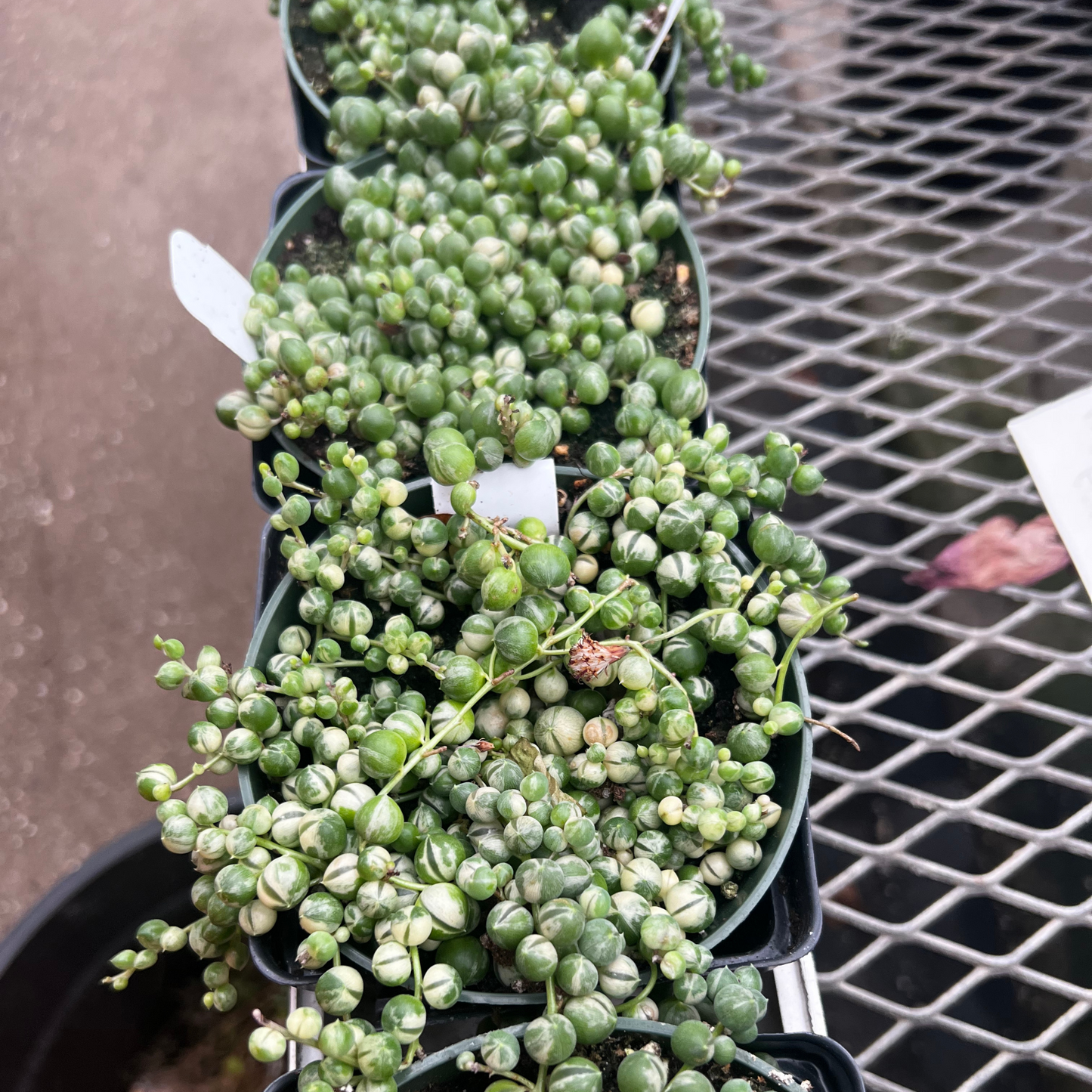 String of Marble Pearls