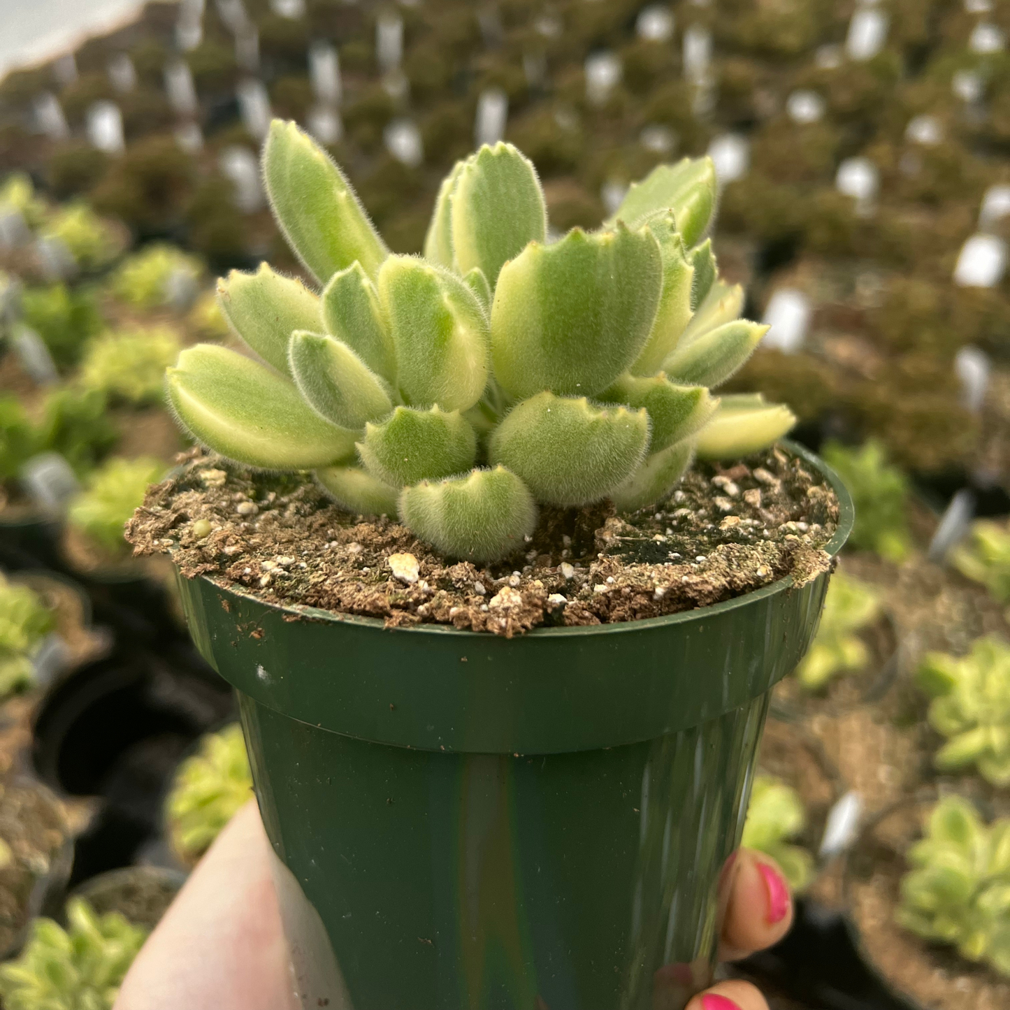 Cotyledon Tomentosa Variegata Bear Paw