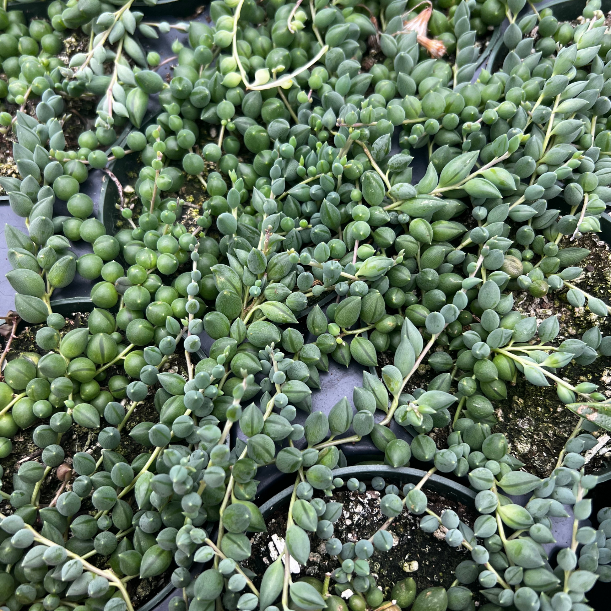 tears succulent String of Tears