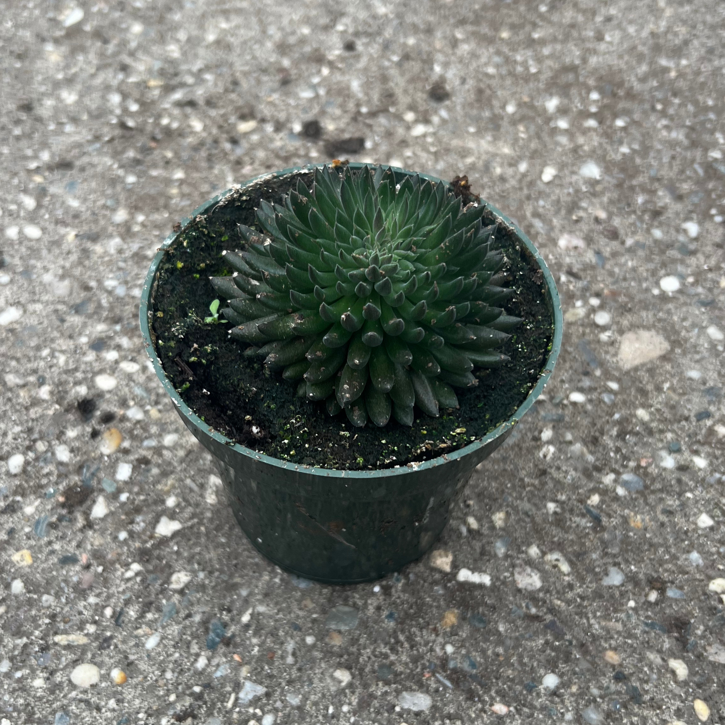 Sinocrassula Yunnanensis