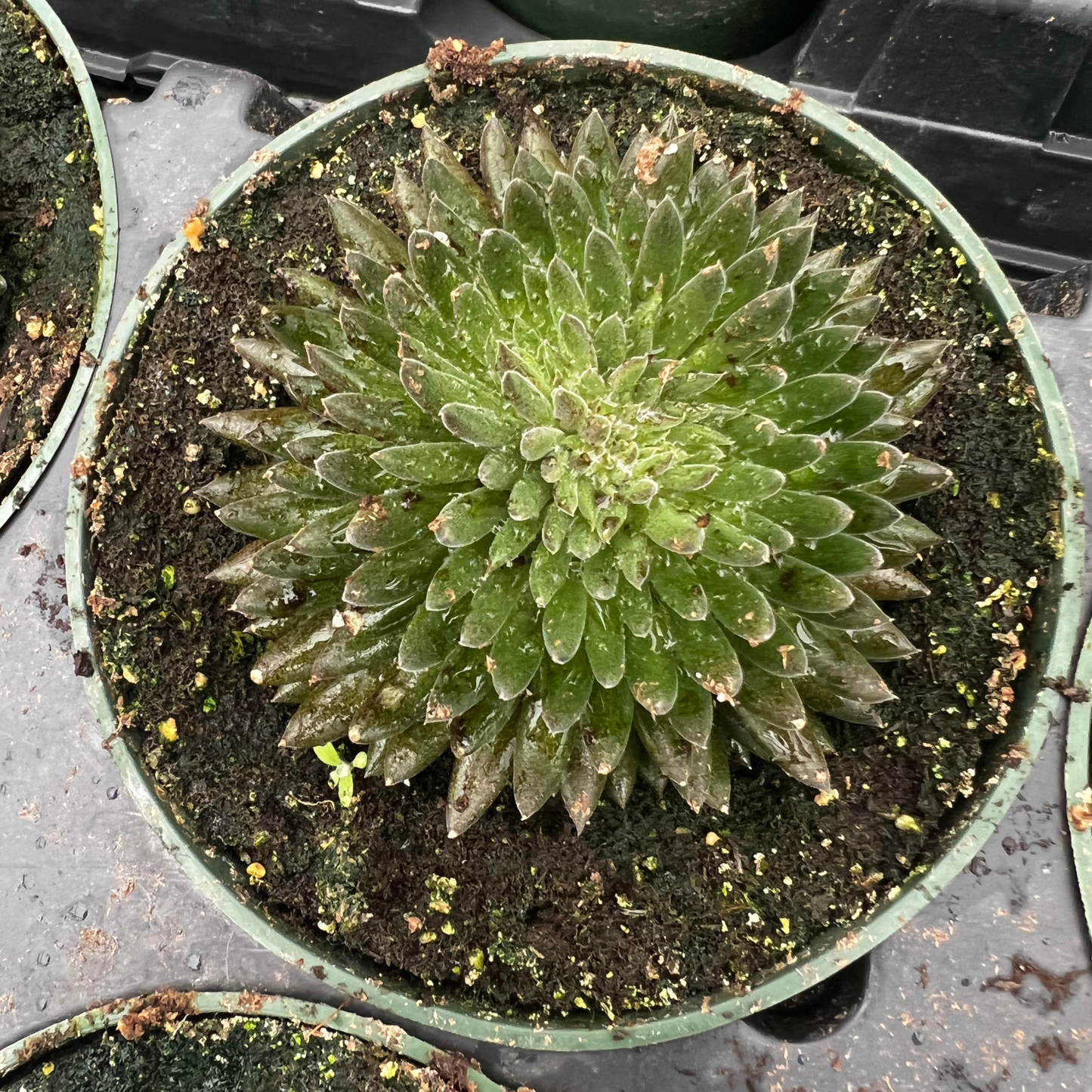 Sinocrassula Yunnanensis
