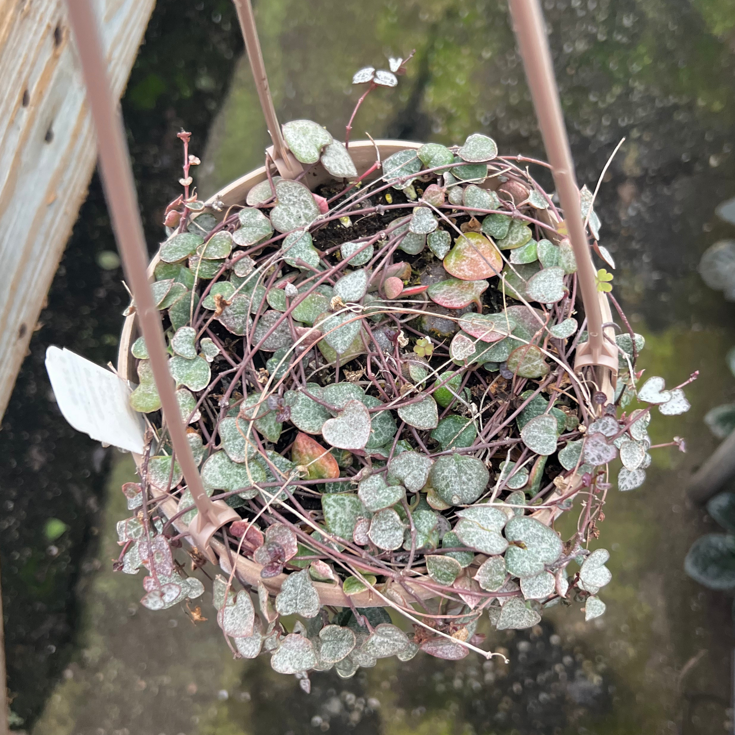 Ceropegia woodii 'String of Hearts'