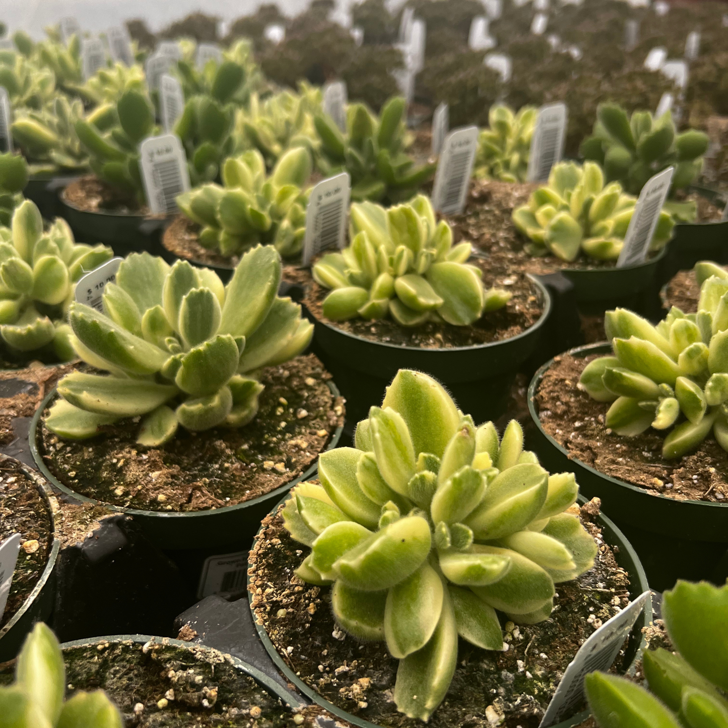 Cotyledon Tomentosa Variegata Bear Paw