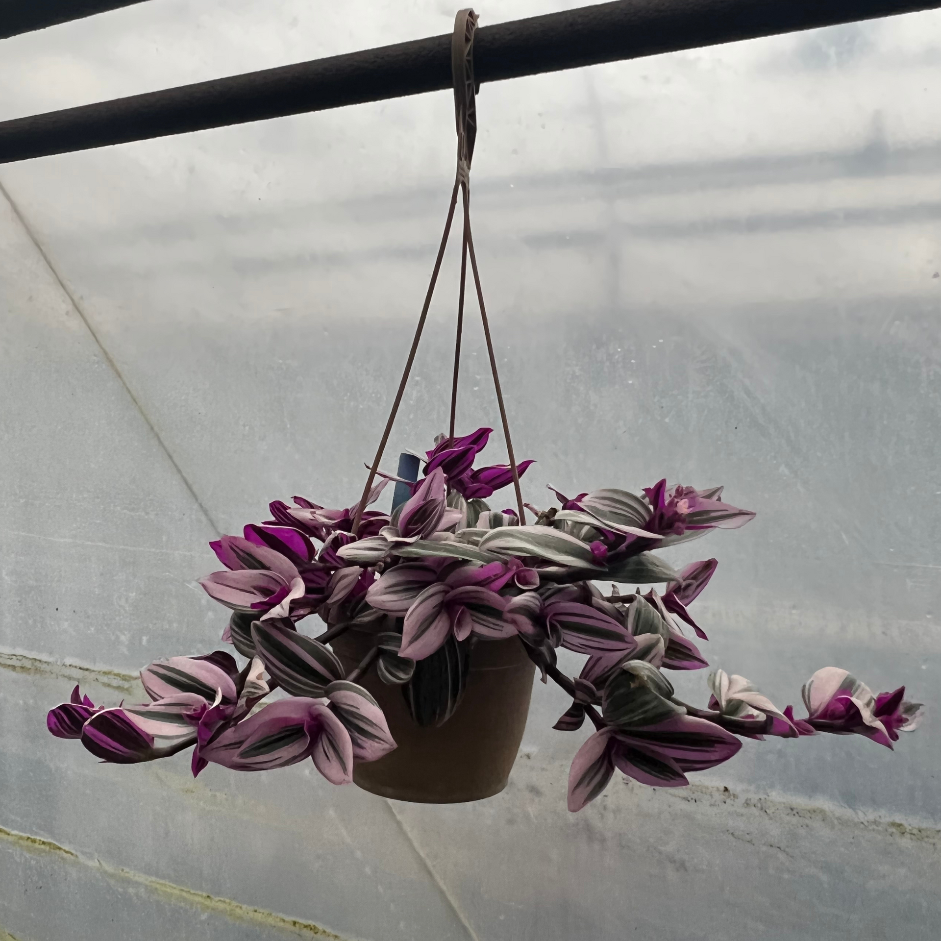 Tradescantia Nanouk – Fantastic Gardens
