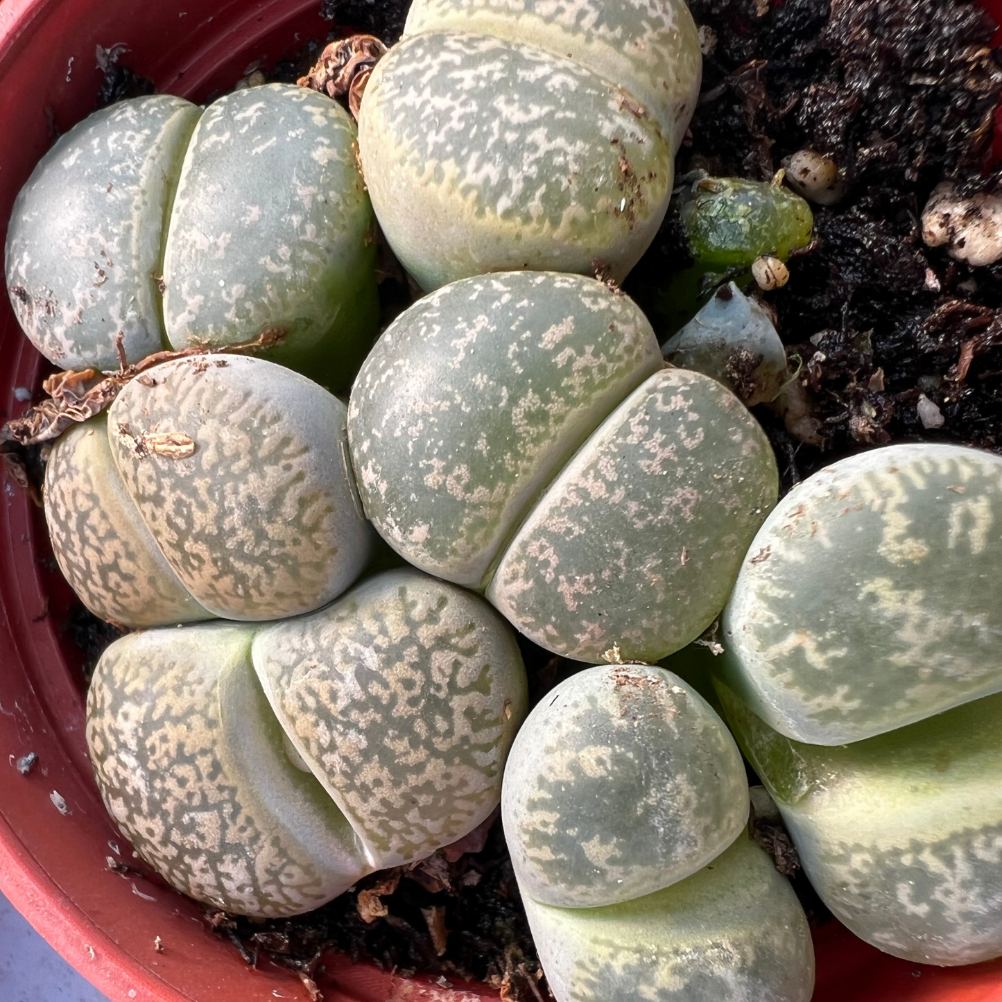 Lithops